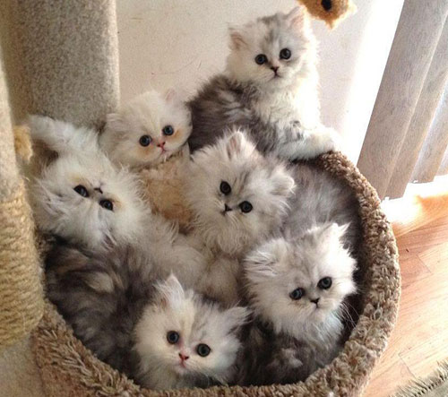 قیمت گربه پرشین ۱۴۰۲