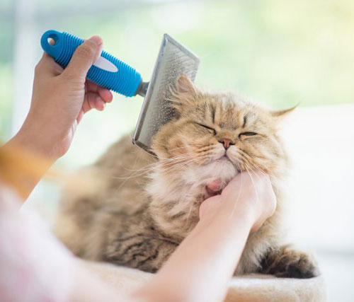 قیمت گربه پرشین ۱۴۰۲