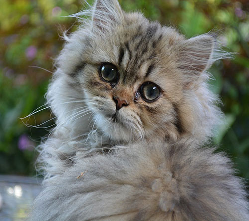 قیمت گربه پرشین ۱۴۰۲