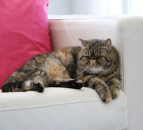 قیمت گربه پرشین ۱۴۰۲