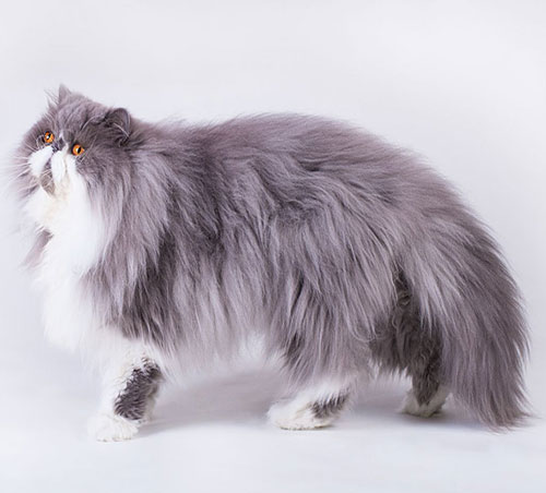 عکس گربه پرشین با موهای بلند