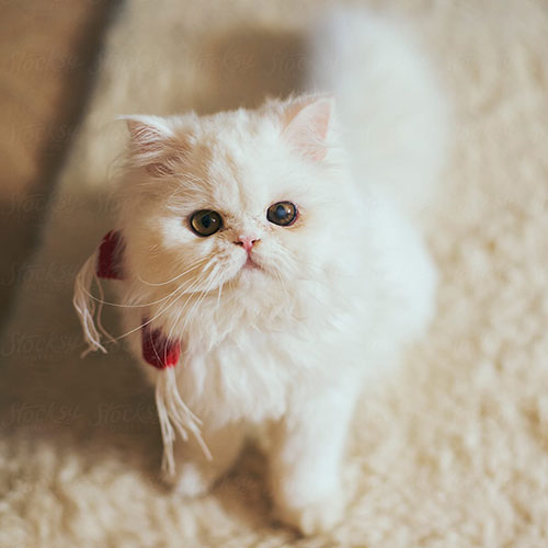 عکس گربه پرشین بانمک و زیبا
