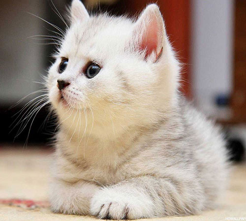 عکس بچه گربه پرشین