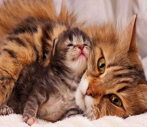 عکس مادر و نوزاد گربه پرشین 