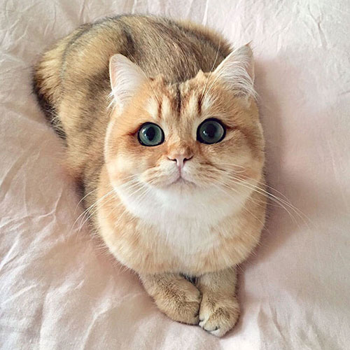 عکس چهره گربه زیبا