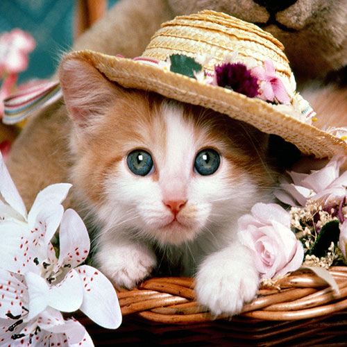 عکس گربه با کلاه