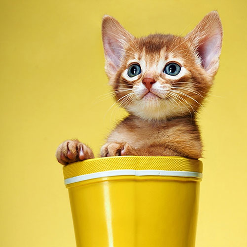 عکس گربه در سطل