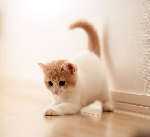 عکس بچه گربه شیطون