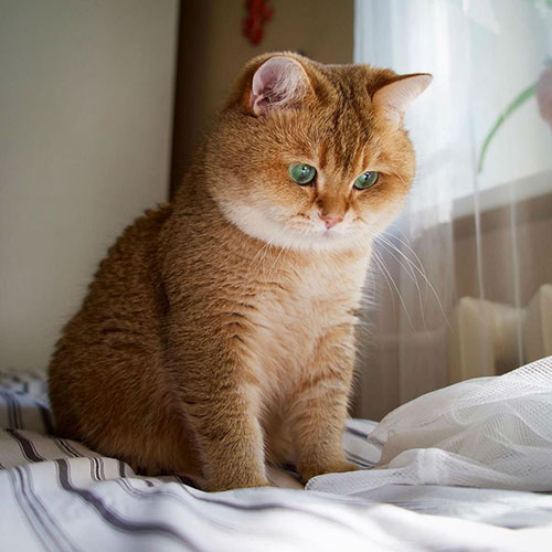 عکس گربه پشمالو خوشگل