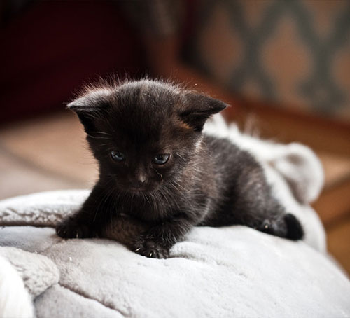 عکس بچه گربه سیاه