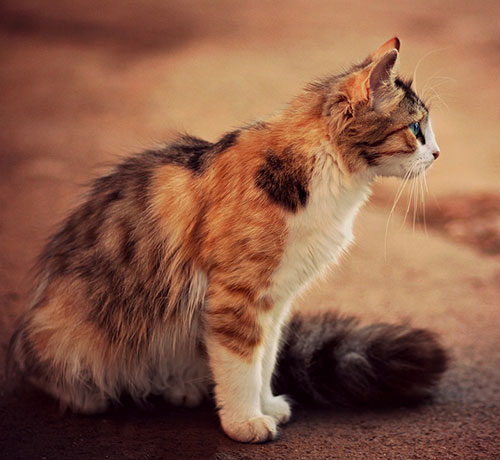 عکس گربه چندرنگ زیبا
