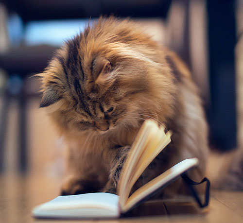 عکس کتاب خواندن گربه 