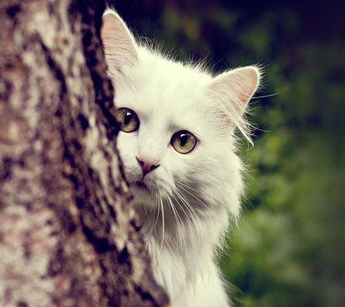 عکس چهره گربه از پشت درخت