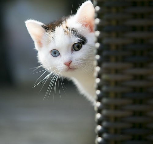 عکس بچه گربه با چشمان دو رنگ