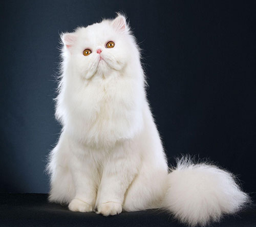 عکس گربه سفید پشمالو