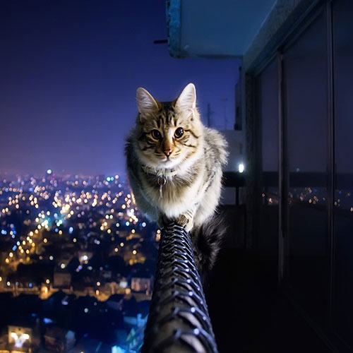 عکس گربه روی نرده تراس