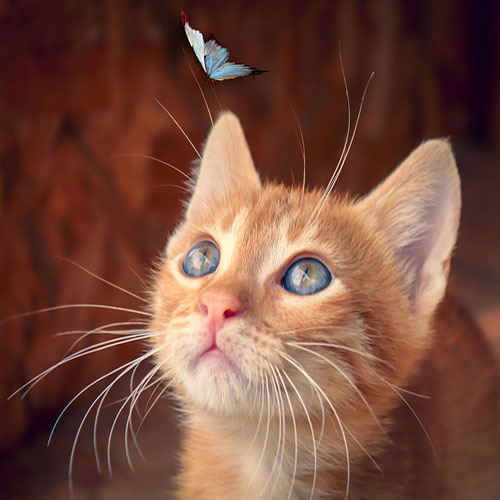 عکس گربه و پروانه 