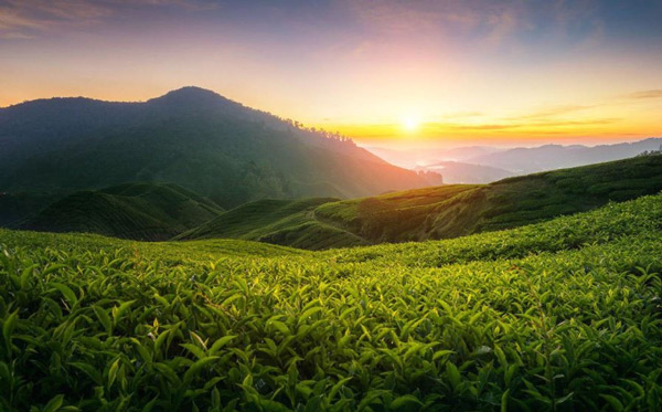 سرزمین چای مالزی