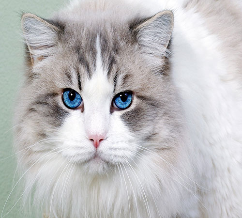 عکس چشمان آبی گربه پشمالو 