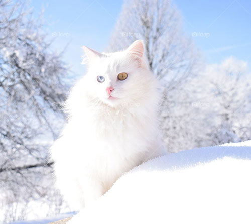 گربه پشمالو در برف