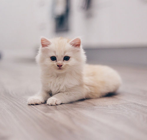 عکس گربه سفید پشمالو 