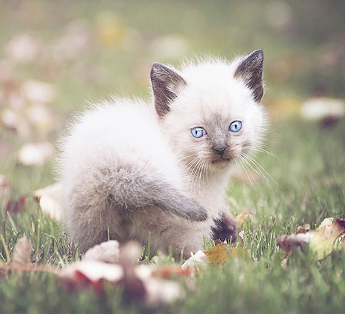 عکس بچه گربه پشمالو خوشگل