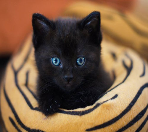 عکس بچه گربه ناز پشمالو