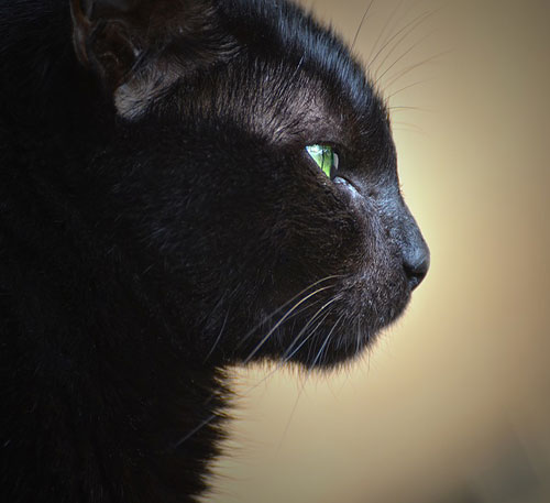 عکس گربه سیاه ایرانی