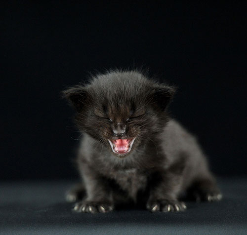 عکس بچه گربه پشمالو ملوس