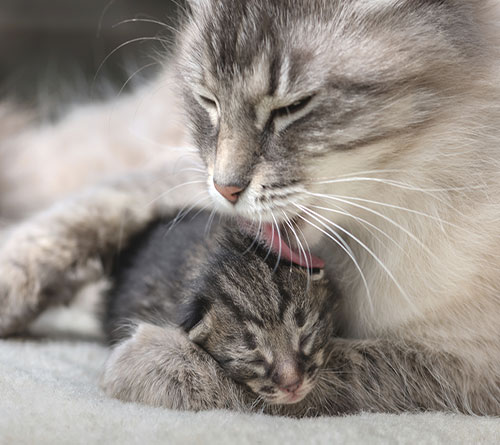 عکس گربه پشمالو و نوزادش