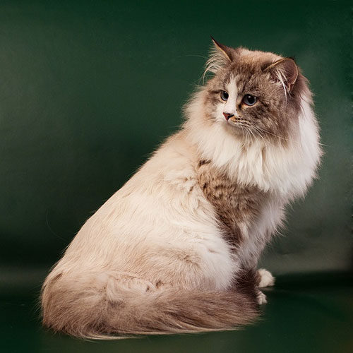 گربه پشمالو ناز ایرانی