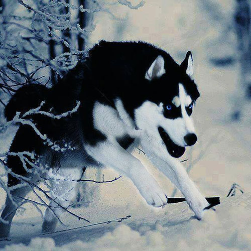 عکس سگ وحشی ایران