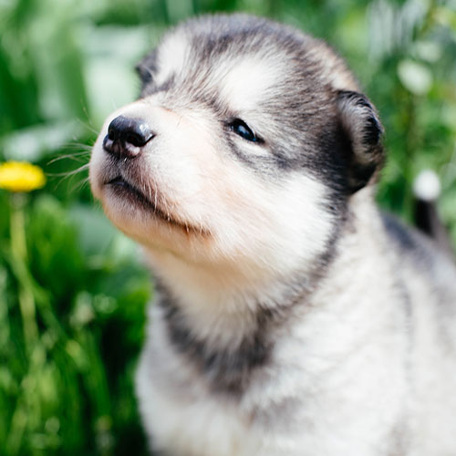 عکس سگ وحشی ایران