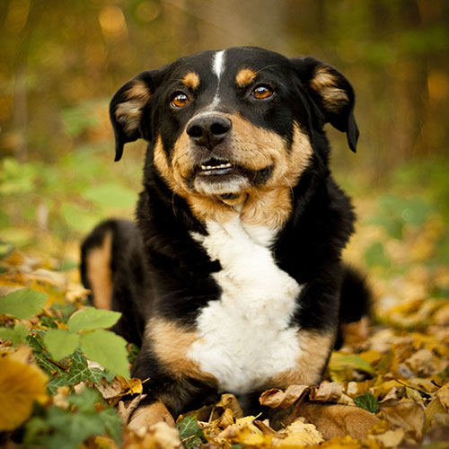 عکس سگ وحشی ایران