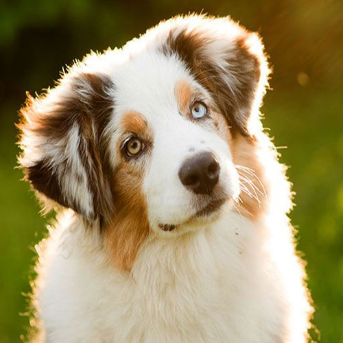 عکس سگ وحشی ایران