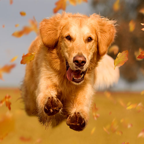 عکس سگ وحشی ایران