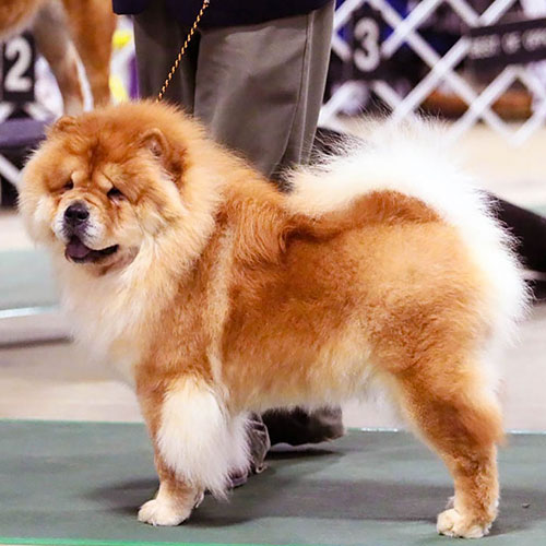 عکس سگ وحشی ایران