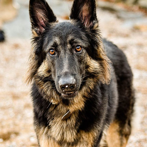 عکس سگ وحشی ایران