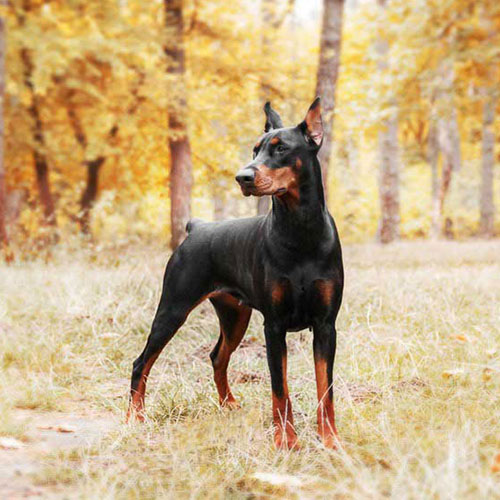 عکس سگ وحشی ایران