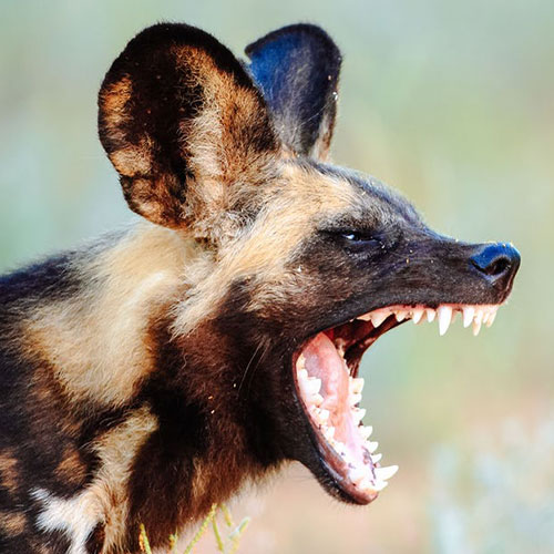 عکس سگ وحشی ایران