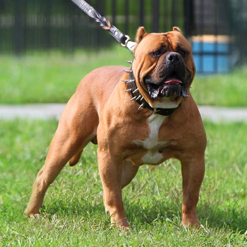 عکس سگ وحشی ایران