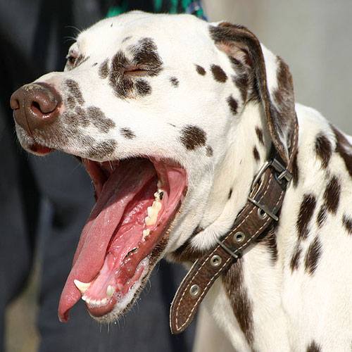 عکس سگ وحشی ایران