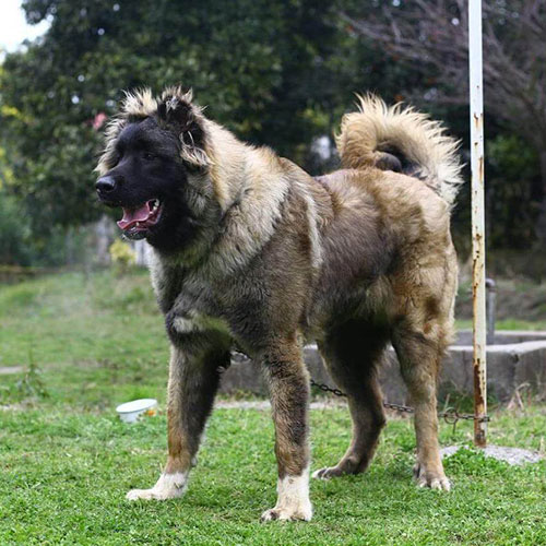 عکس سگ وحشی ایران