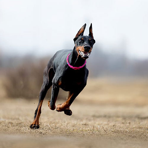 عکس سگ وحشی ایران
