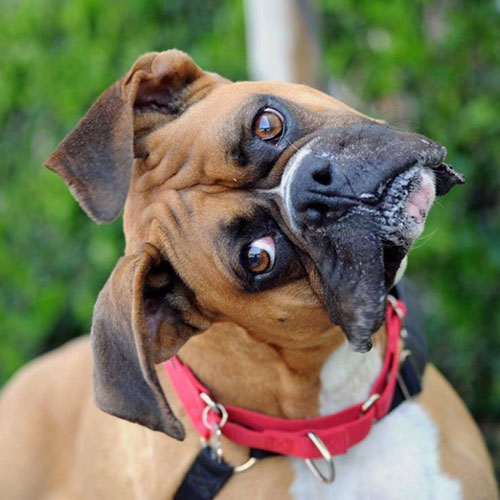 عکس سگ وحشی ایران