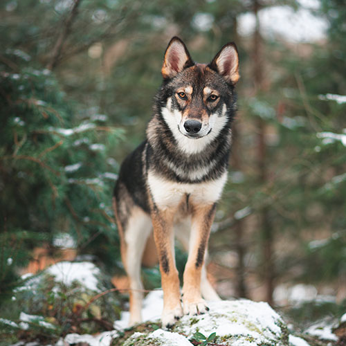عکس سگ وحشی ایران