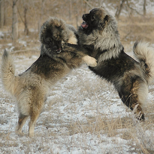 عکس سگ وحشی ایران