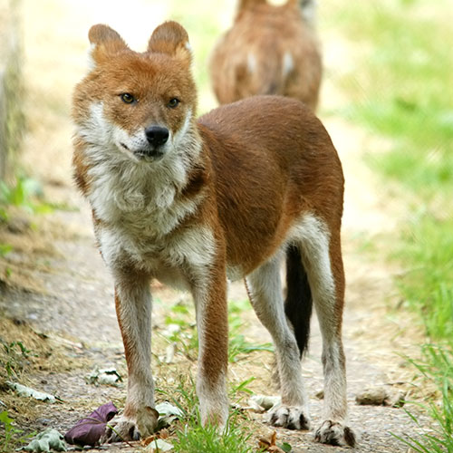 عکس سگ وحشی ایران