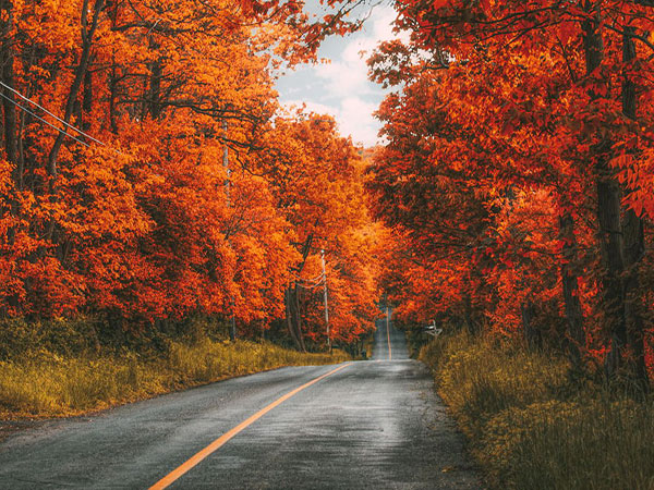 عکس طبیعت پاییزی جاده ای