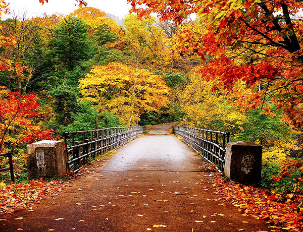 عکس طبیعت پاییزی بر روی پل